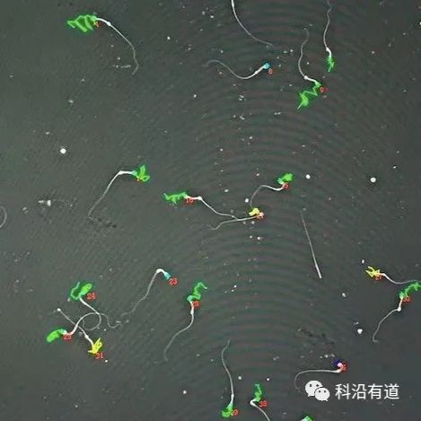 雄鼠生殖力检测技术服务