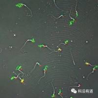 雄鼠生殖力检测技术服务