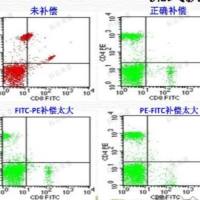 流式细胞周期检测