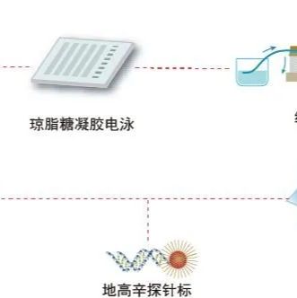 Northern Blot印迹杂交技术服务