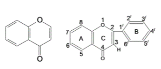 黄酮类化合物的结构及作用