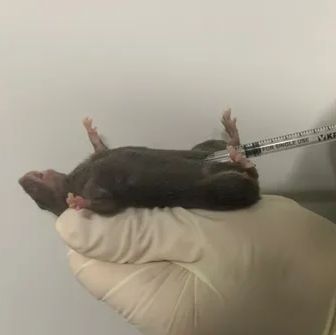 大鼠腹主动脉缩窄模型