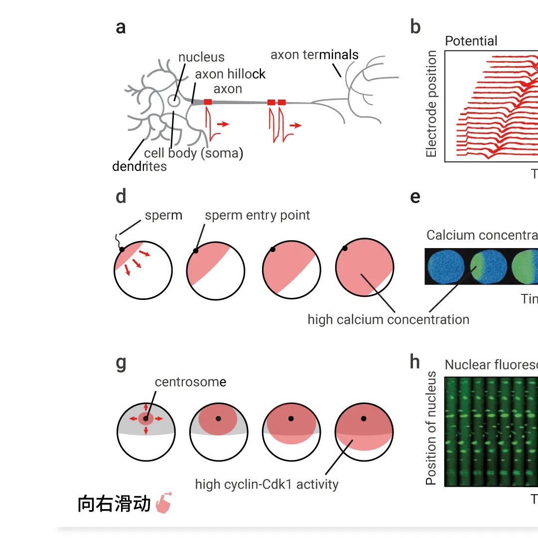 前沿热点 | 物理模型助攻，铁死亡再登 Nature！ |MedChemExpress