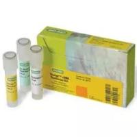 iScript™ cDNA Synthesis Kit, 100 x 20 µl rxns #1708891