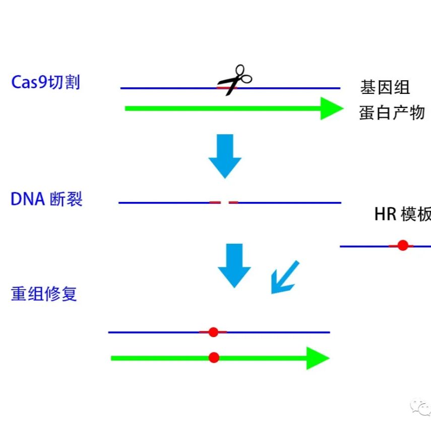 CRISPR/Cas9基因编辑