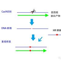 CRISPR/Cas9基因编辑