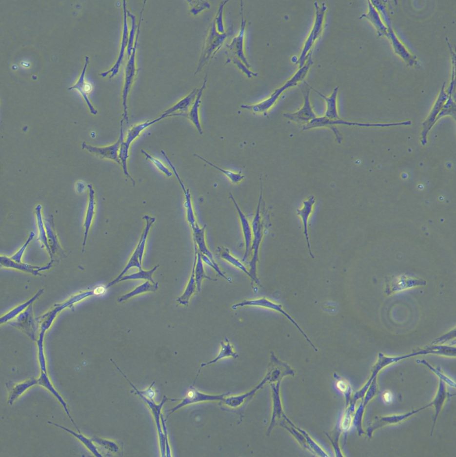 原代细胞分离培养