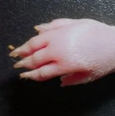 小鼠类风湿性关节炎模型