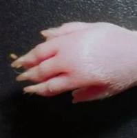 小鼠类风湿性关节炎模型