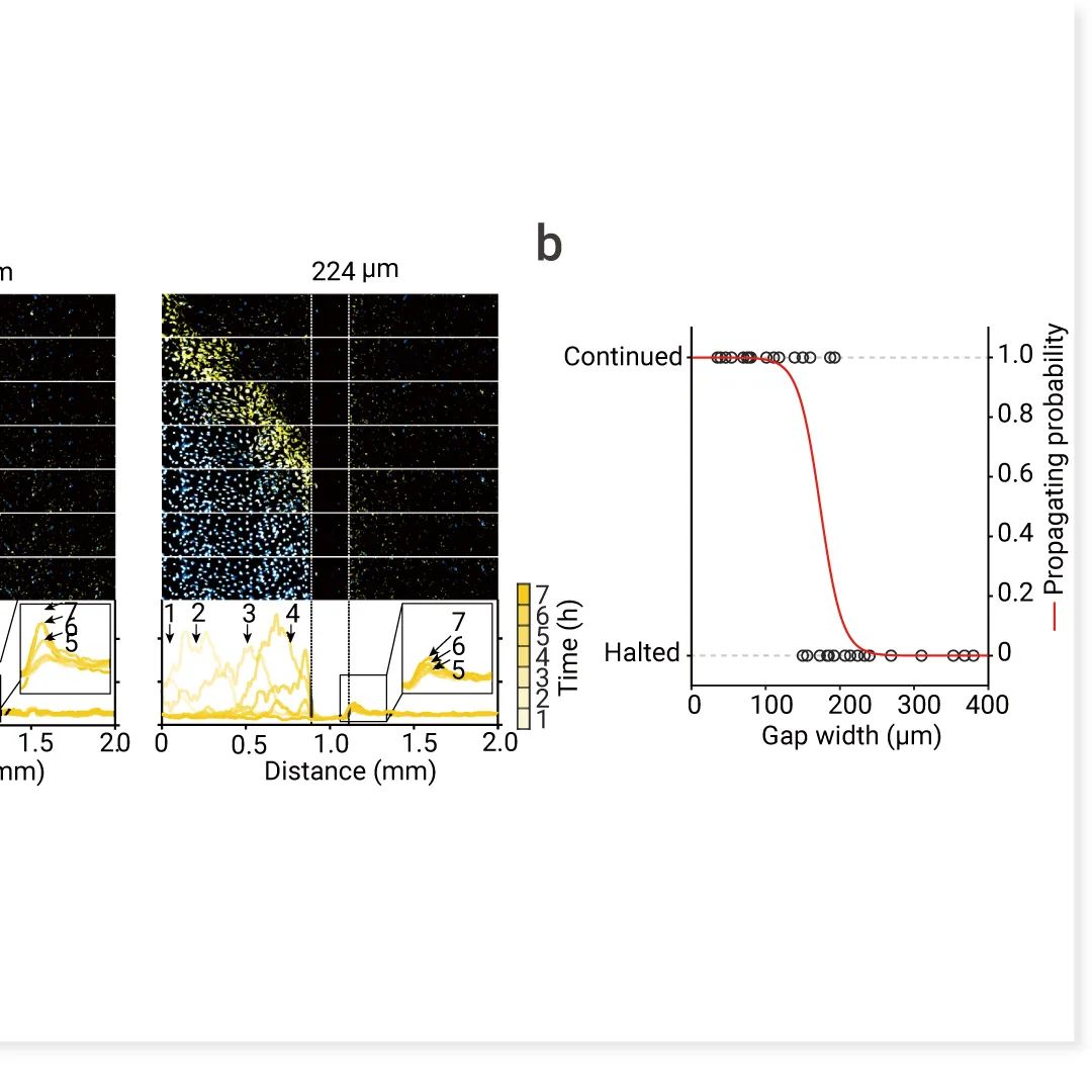 前沿热点 | 物理模型助攻，铁死亡再登 Nature！ |MedChemExpress
