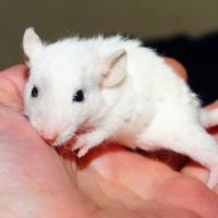 基因编辑鼠服务