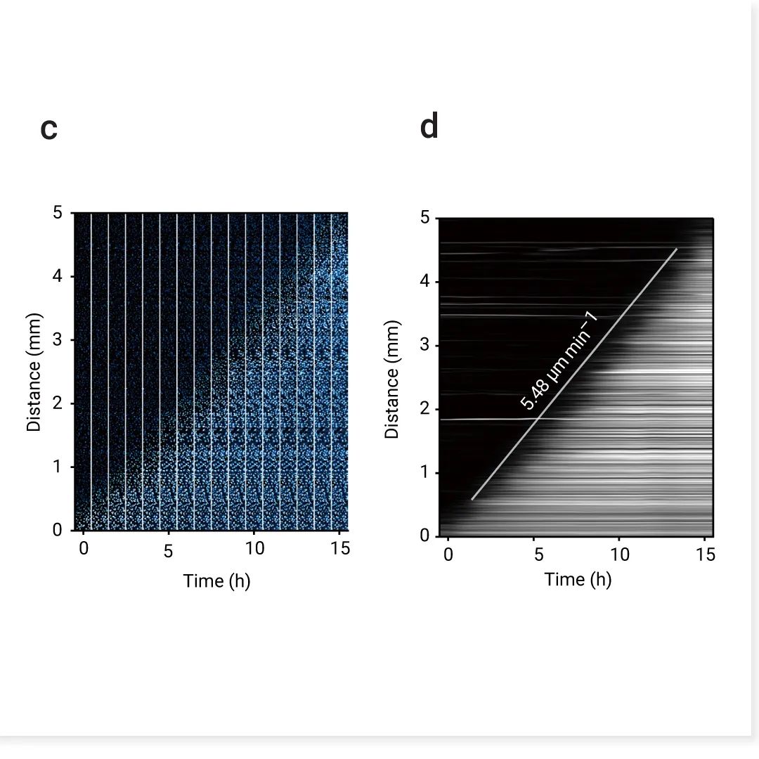 前沿热点 | 物理模型助攻，铁死亡再登 Nature！ |MedChemExpress