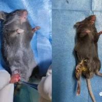 大鼠膝骨关节炎模型