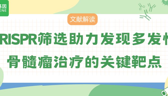 CRISPR筛选揭示多发性骨髓瘤治疗的关键靶点