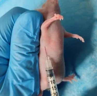 裸鼠乳腺癌原位移植瘤模型