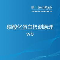 磷酸化蛋白检测原理wb