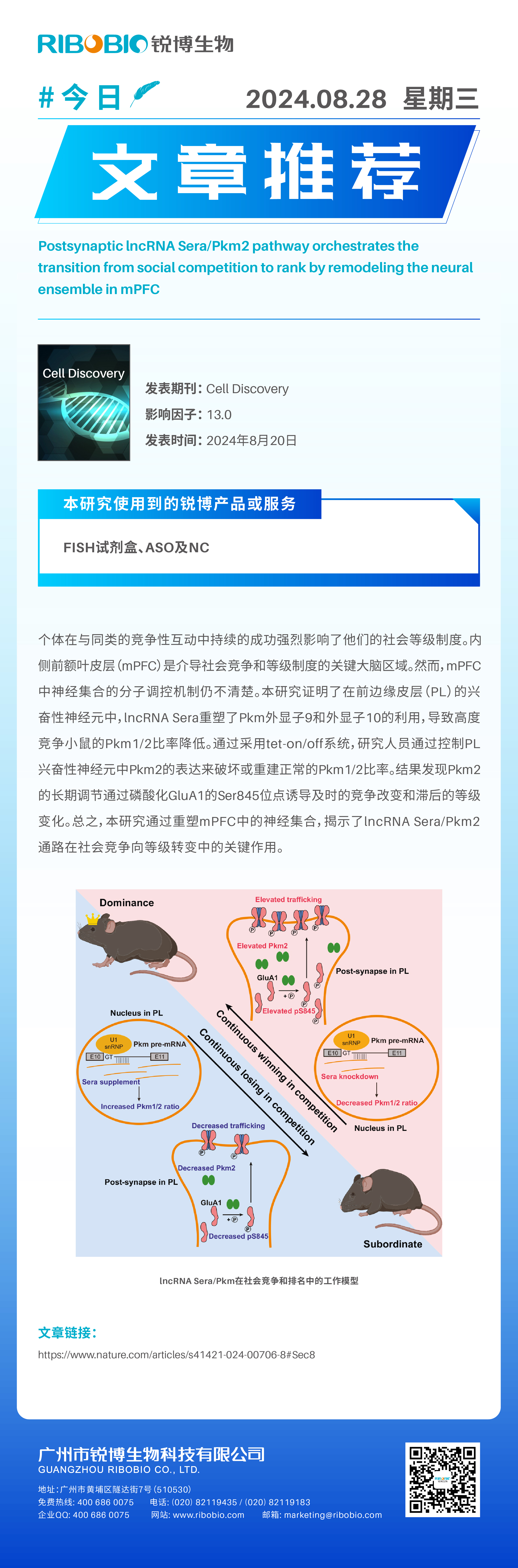 今日文章推荐（IF13.0）丨突触后lncRNA SeraPkm2通路通过重塑mPFC中的神经集合来协调从社会竞争到等级的转变