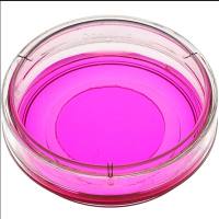 mattek特约代理商|现货促销 P35G-1.5-14-C 35 mm Dish | No. 1.5 Coverslip | 14 mm Glass Diameter | Uncoated