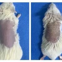 小鼠银屑病模型