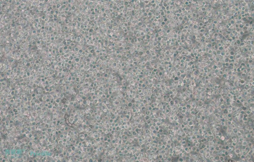 细胞学堂 | 一次解决CTLL-2细胞培养疑难杂症