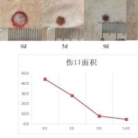 大鼠皮肤损伤愈合模型