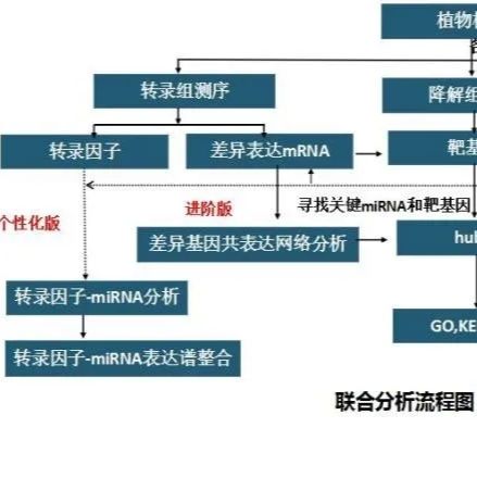 miRNA、mRNA、降解组整合分析