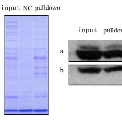 DNA pull down技术服务