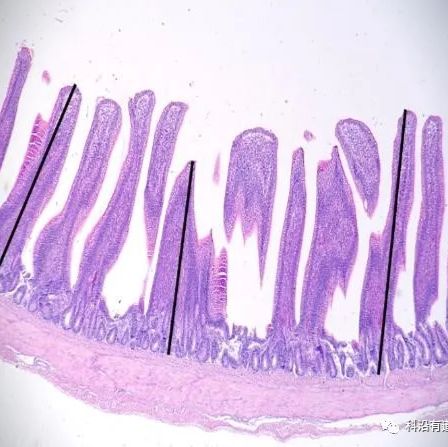 病理学分析服务