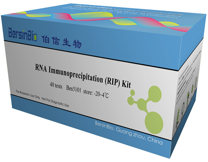 RIP实验全攻略一：解锁RNA与蛋白互作网络