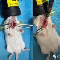 急性肺损伤模型