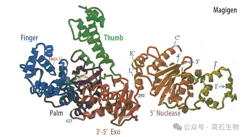 分子生物学的核心工具：DNA 聚合酶
