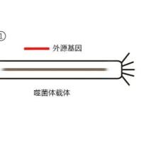 噬菌体展示技术简介