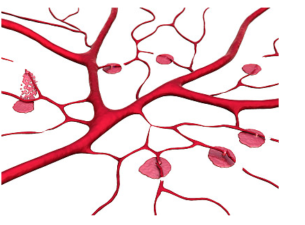 小鼠脑静脉血管内皮细胞注意事项