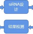 RNAi干扰套餐