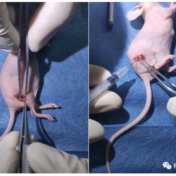 裸鼠坐骨神经肿瘤浸润模型