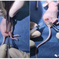 裸鼠坐骨神经肿瘤浸润模型