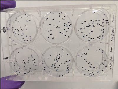 从手动到自动：高通量克隆形成率分析技术的创新突破