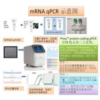 Preci®  human(人) SLC9A6 (基因ID：10479) qPCR引物对 (全名：solute carrier family 9 member A6；别名：MRSA,NHE6,MRXSCH)