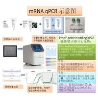 Preci®  human(人) DCSTAMP (基因ID：81501) qPCR引物对 (全名：dendrocyte expressed seven transmembrane protein；别名：FIND,TM7SF4,hDC-STAMP)