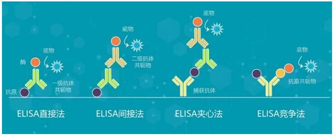 酶联接免疫吸附剂测定(ELISA)不同的检测方法共同点陈述