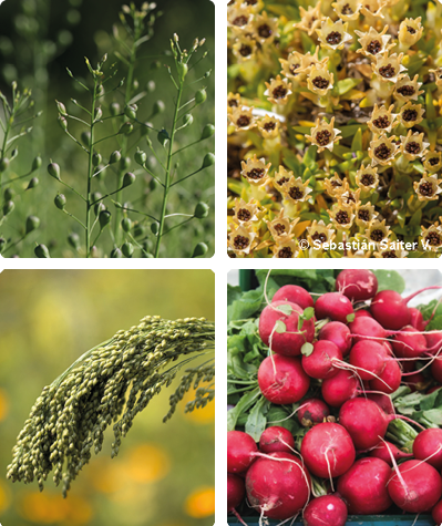 Four new plant species added!