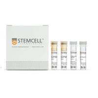 EasySep™小鼠CD8+ T细胞分选试剂盒