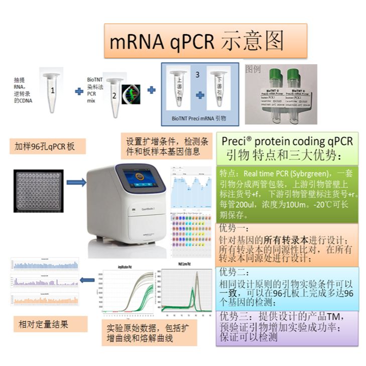 Preci® rat(大鼠) Dhdh (基因ID：691002) qPCR引物对 (全名：dihydrodiol dehydrogenase ...