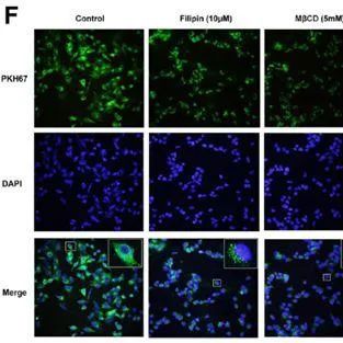 外泌体荧光标记