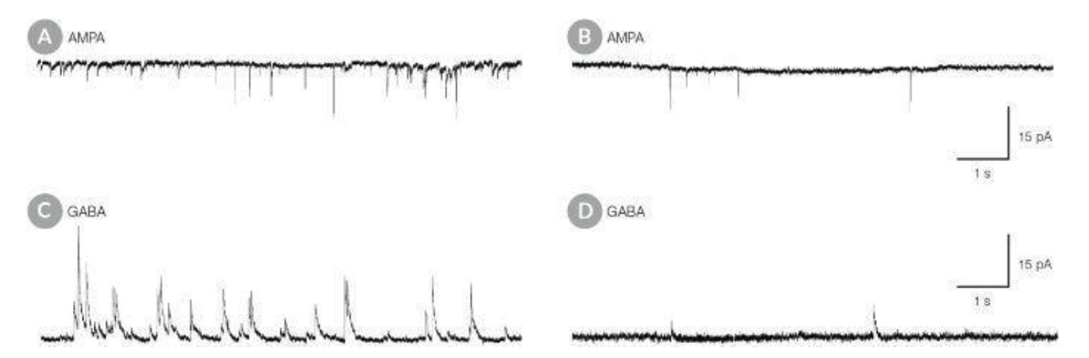 BrainPhys™ hPSC神经元试剂盒