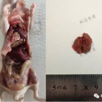 裸鼠肺癌原位移植瘤模型