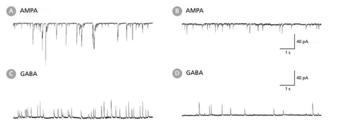 BrainPhys™ hPSC神经元试剂盒