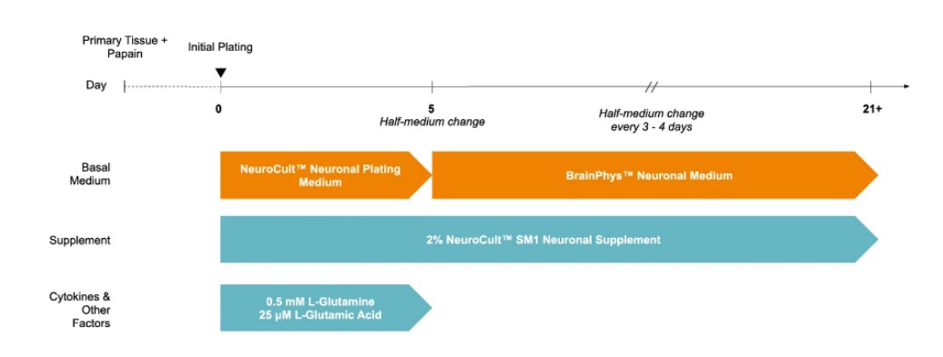 BrainPhys™ hPSC神经元试剂盒