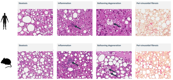 代谢综合征：6种关键的疾病动物模型