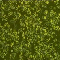 人牙龈上皮细胞